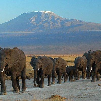 Day Tour to Amboseli National Park