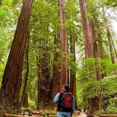 Redwoods of Marin and Mt. Tamalpais Walking Tour with Local Guide