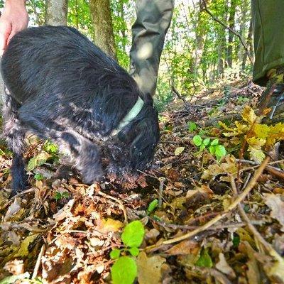 Guided Truffle Hunt Istria