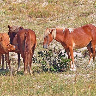 2-hour Outer Banks Wild Horse Tour by 4WD Truck