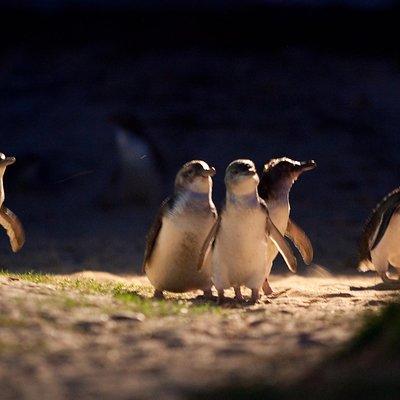 Small-Group Phillip Island Penguin Parade Day Tour from Melbourne