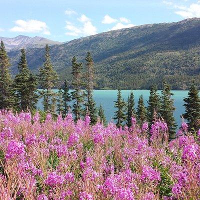 Skagway Shore Excursion: Half-Day Tour to the Yukon Border and Suspension Bridge