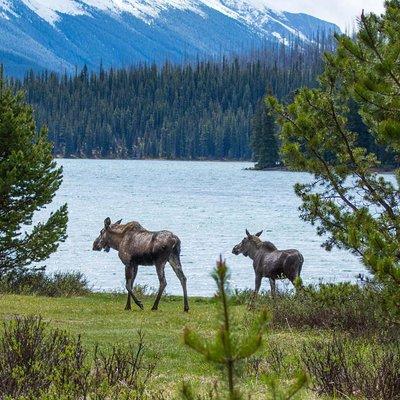 Jasper Wildlife and Waterfalls Tour with Maligne Lake Hike