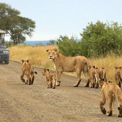 Kruger National Park Day Trip From Johannesburg