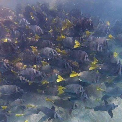 Marietas Islands Eco Discovery Snorkeling Adventure