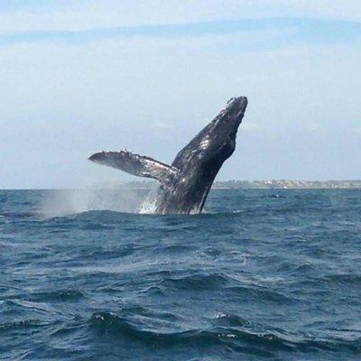 Whale Watching and Snorkeling in Marietas Islands National Park