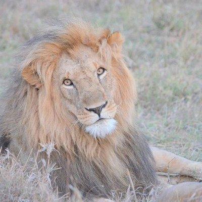 Half-Day Nairobi National Park Safari from Nairobi with Free Pickup