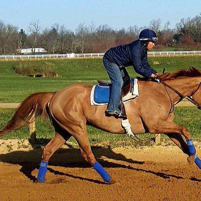 Behind the Scenes Thoroughbred Tour