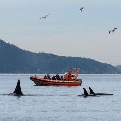 Victoria Whale Watching Tour by Zodiac