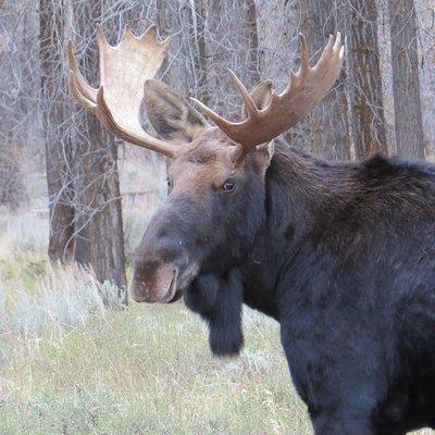 Grand Teton National Park - Sunrise Tour from Jackson Hole