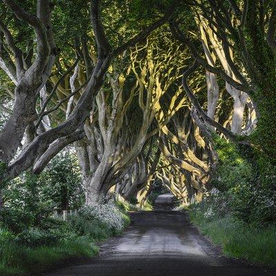 Game of Thrones and Giant's Causeway Full-Day Tour from Belfast