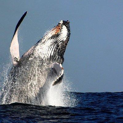 Sydney Whale-Watching Cruise Including Lunch or Breakfast