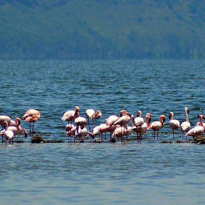 Day Tour To Lake Nakuru Park With Optional Boat Ride on Lake Naivasha 