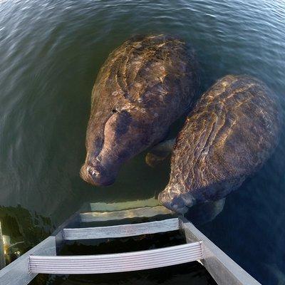 Small group Manatee Tour with In-Water Divemaster/Photographer