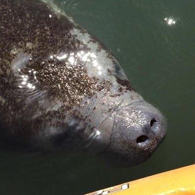 Manatee and Dolphin Kayaking Encounter