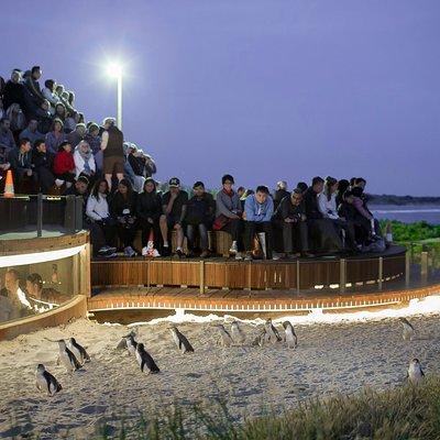 Phillip Island Day Trip from Melbourne with Penguin Plus Viewing Platform