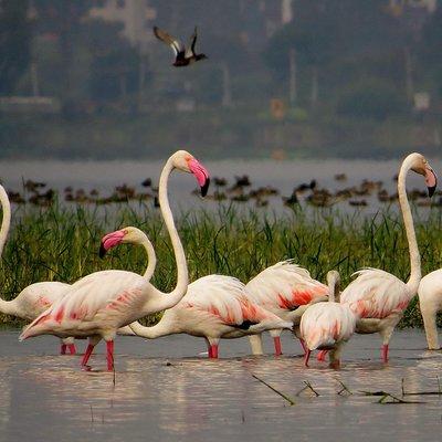 Private Tour: Full-Day Bird Safari Excursion to Bhigwan from Pune