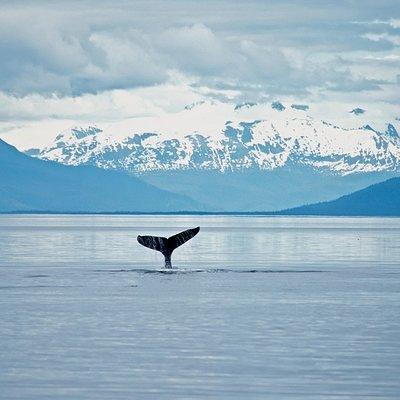 Juneau Wildlife Whale Watching