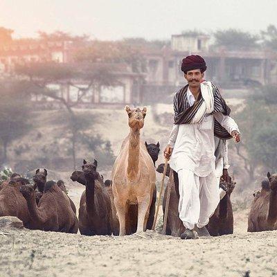 One-Way Transfer from Jodhpur to Jaipur via Pushkar With Lunch