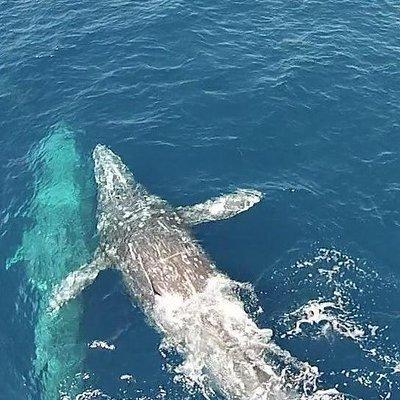 Whale Watching Excursion in Dana Point