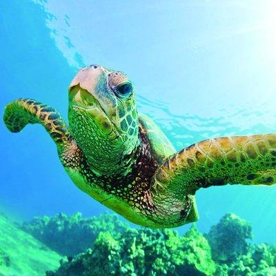 Waikiki Catamaran Adventure: Snorkel with Sea Turtles