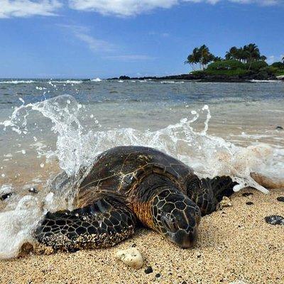 Kona Shore Excursion: Sea Turtles, Historic Kona & Coffee