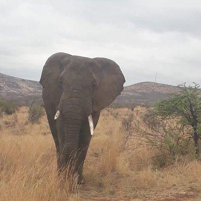 Pilanesberg Game Reserve Guided Day Tour from Johannesburg or Pretoria