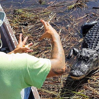 1-Hour Air boat Ride and Nature Walk with Naturalist in Everglades National Park