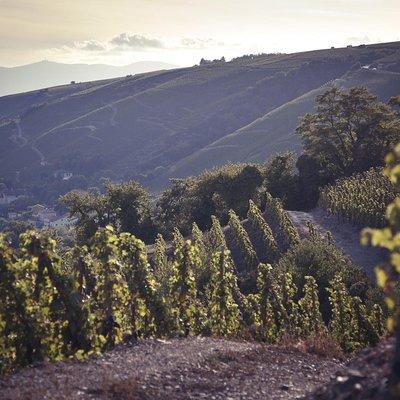 Rhône Valley Wine Tasting Private Day Tour from Lyon