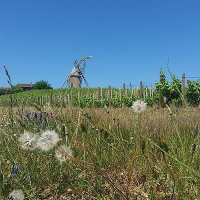 Beaujolais Region Wine Tasting Private Day Tour from Lyon