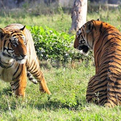 2-Day Private Tour to Ranthambhore Tiger Safari Tour from Jaipur