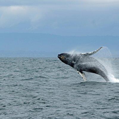 Wildlife Viewing and Whale Watching Quest