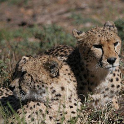 Big Five Game Reserve Wildlife Safari from Cape Town