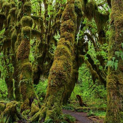 Hoh Rain Forest and Rialto Beach Guided Tour in Olympic National Park