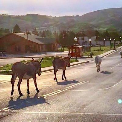 Gold Belt Scenic Byway Jeep Tour from Cañon City