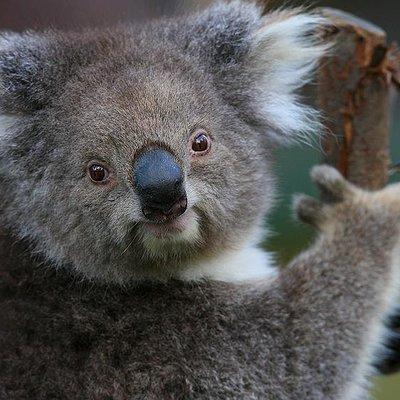 Yarra Valley Wildlife & Wine Day Tour with Healesville Sanctuary