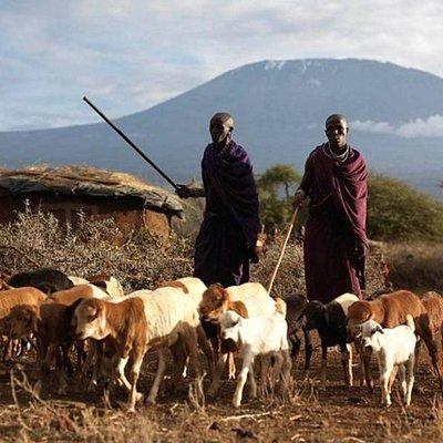 Amboseli Day Tour from Nairobi