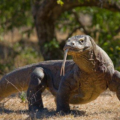 Komodo Island Adventure From Bali (Day Trip)