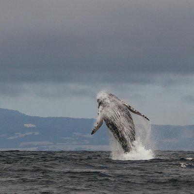 Whale Watching Monterey Bay semi-private limited to 6 people max