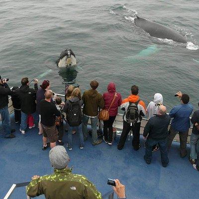 Newfoundland Puffin and Whale Watch Cruise