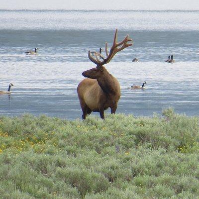 2-Day Private Tour of Yellowstone National Park Lower & Upper Loops