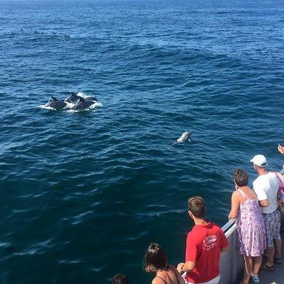 Dolphin Watching around Cape May