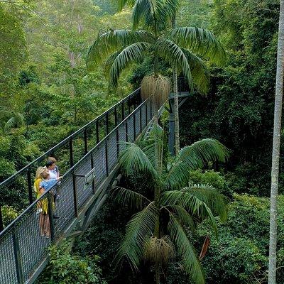 Premium Springbrook Natural Bridge, Glow Worm Cave & Skywalk