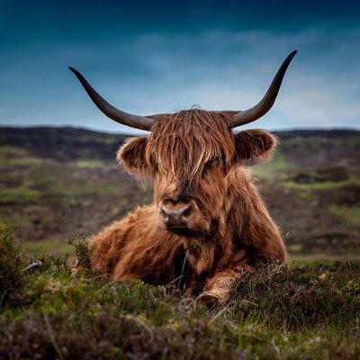 Aberdeenshire Castles Cows and Whisky Private Day Trip