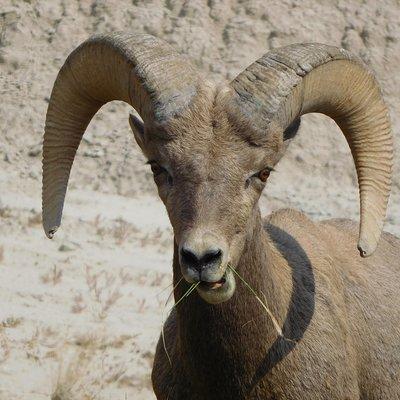 Private Tour of the Badlands with Local Experts