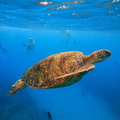 Turtle Canyons Snorkel Excursion from Waikiki, Hawaii