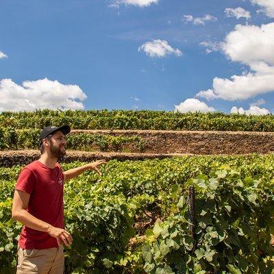 Complete Douro Valley Wine Tour with Lunch, Wine Tastings and River Cruise