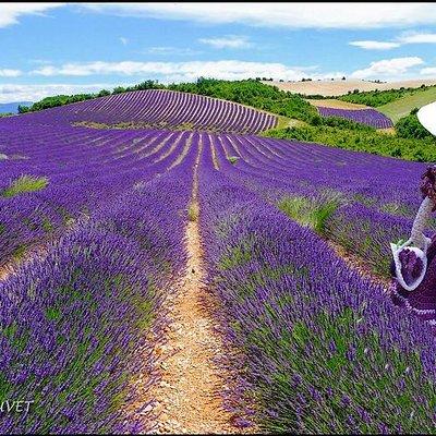 Nice: Gorges of Verdon and Fields of Lavender Tour