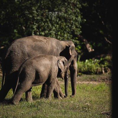 Elephant Jungle Sanctuary: Half Day Morning Program