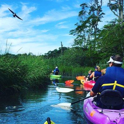 Kayak The Creek Nature Tour